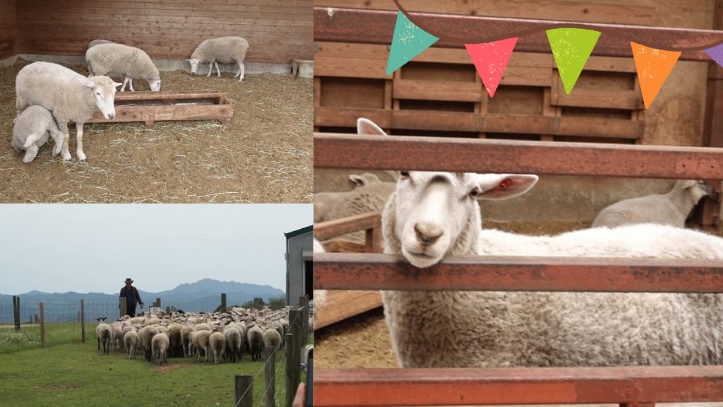 Sortie scolaire Chiba-Mother Farm